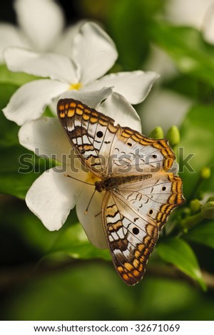A Macro detail of a white butterfly on white flowers with a green background.