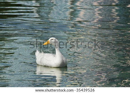 One white Pekin duck on a lake framed by colorful reflections in the water.