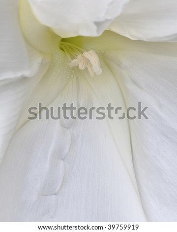 Macro abstract of a white Moon flower that is opening in natural light.