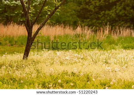 A digitally enhanced photo of a meadow with dandelions, switch grass and a tree in the spring morning light.