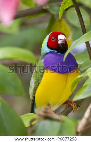 Lady Gouldian Finch standing on a tree branch - Erythrura gouldiae