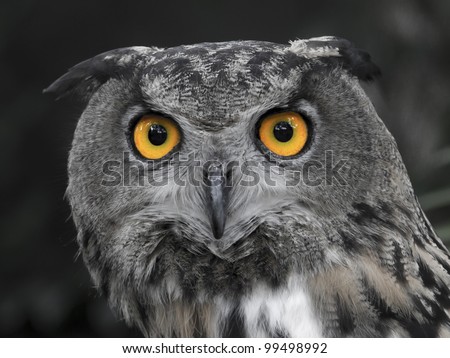 Owl night vision