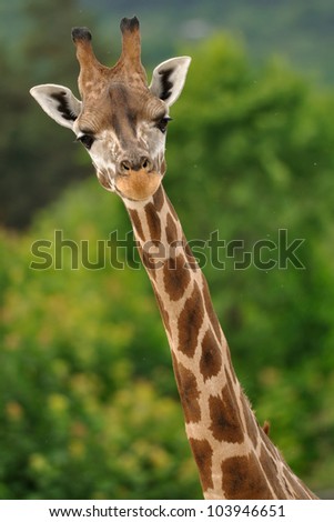 Giraffe head with neck isolated on green background