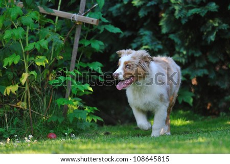Australian shepard in the garden. Red merle dog in game