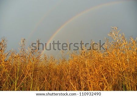 Rainbow arc in corn field late afternoon