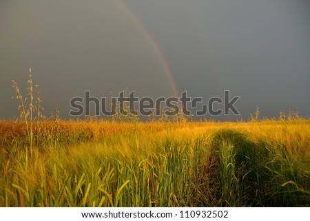 Rainbow arc in corn field late afternoon