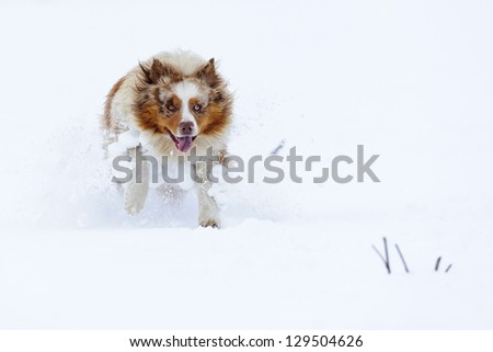 Australian Shepherd running in the snow by huge jumps with cloud of snow around