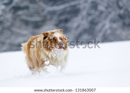 Crazy looking australian shepherd during run on snow field with snowy trees on background with snow cloud around legs