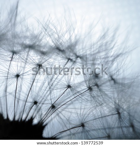 Dandelion closeup macro abstraction on white background