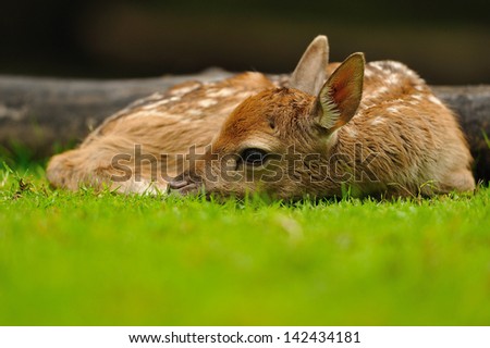 Just born cute young fallow deer lying on the grass