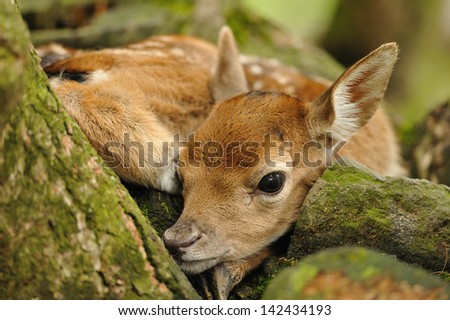 Just born cute young fallow deer lying on the grass