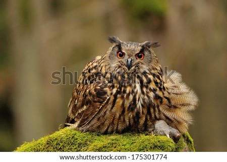 Eurasian Eagle Owl holding mouse as prey on moss rock
