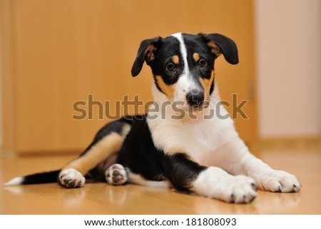Puppy of Smooth Collie lying on the wooden floor at home