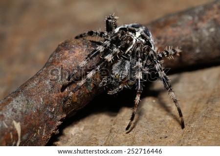 Cross spider crawling down from twig from closeup macro view