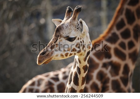 Baby giraffe head close to adult one from closeup view