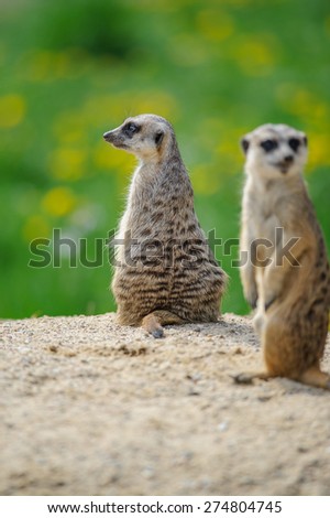 Two Meerkats on watch on sandy ground with green grass on background