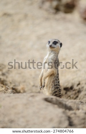 Meerkat on watch on sandy ground to keep save their territory