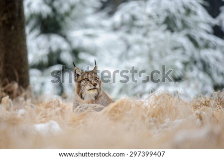 Eurasian lynx lying on ground in winter time. Yellow grass in cold freeze time