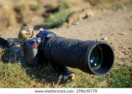 European ground squirrel as a photographer with big professional camera on sandy ground