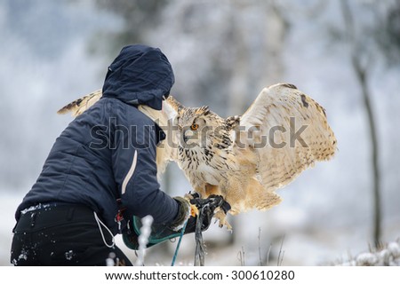 Falconer wit landing Eurasian Eagle Owl to her hand with gauntlet in winter time. Blonde hawker woman in blue jacket with her raptor