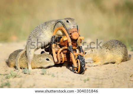 Group of european ground squirrels sniffing around wooden bike toy on sandy ground in summer