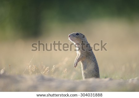 European ground squirrel standing on ground with summer yellow grass looking left