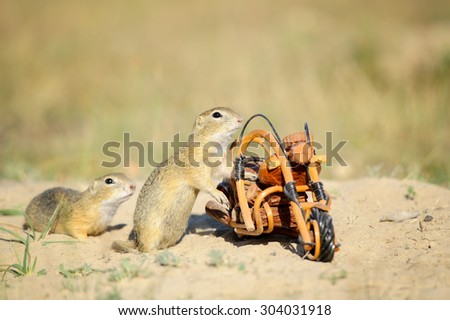 European squirrels sniffing around wooden bike toy on sandy ground in summer