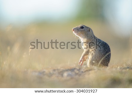 European ground squirrel standing on the ground with yellow summer grass. Looking left.