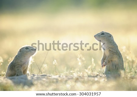 Two european ground squirrels opposite to them selfs on the ground with yellow grass in summer backlight