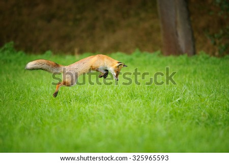 Red fox on hunt when mousing in grass field during autumn with forrest in background