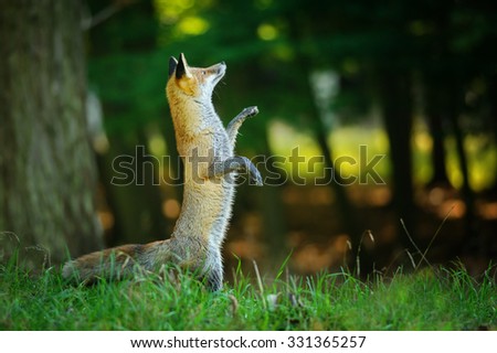 Red fox standing on hind legs in forest like in fairy tail and looking up