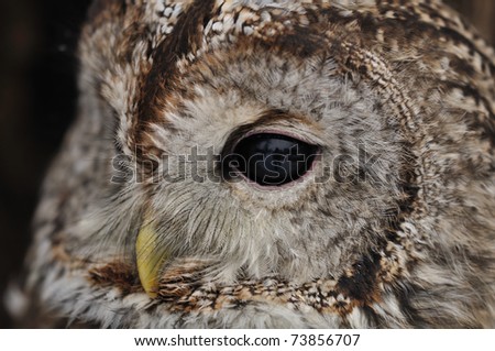 Tawny Owl face with one eye looking left