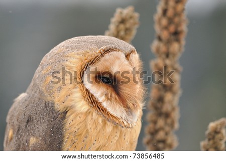 Barn owl face looking right with goldenrod