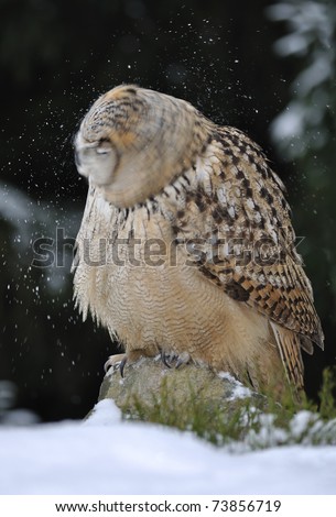 Eurasian Eagle Owl shaking head with snow