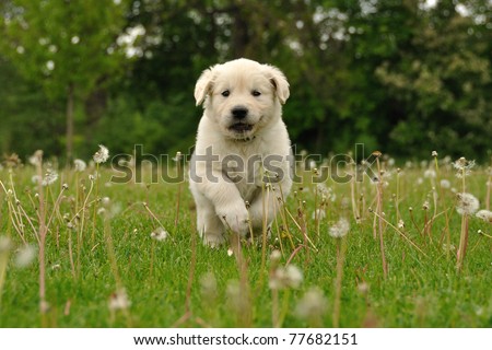 golden retriever puppy running. golden retriever puppies