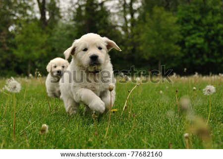 golden retriever dog house. Golden retriever puppy alpha