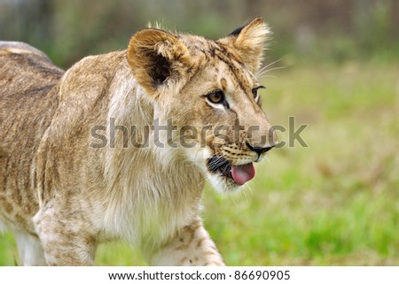 Lion cub with open mouth on grass
