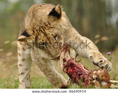 animal prey