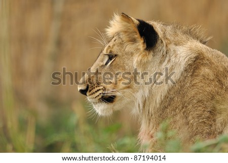 Lion profile face from left with beige background