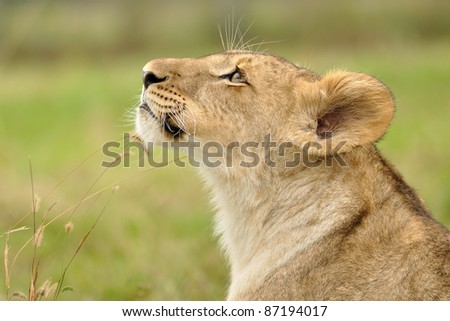 Lion looking up from profile view on green background