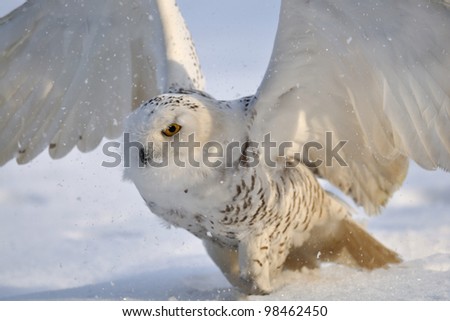 Snowy owl flap wings