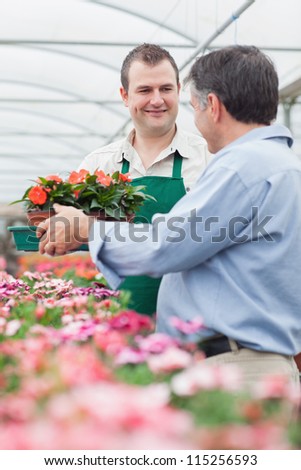 Employee giving a box of flowers to man in greenhouse of garden center