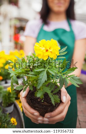 Woman who works in garden center showing a yellow flower