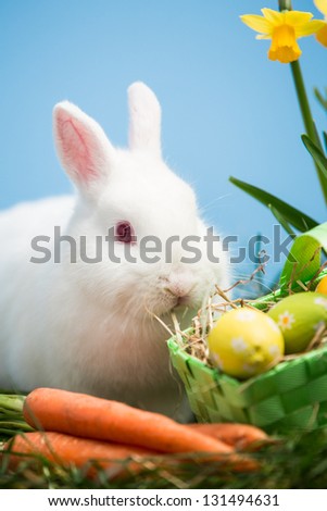White bunny sitting beside easter eggs in green basket and carrots in the grass with daffodils