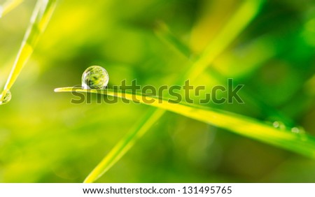 Dew drop on blade of grass close up