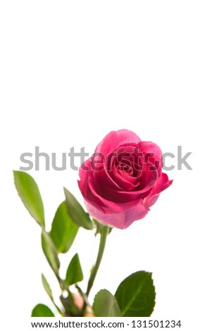 Pink rose in bloom with stalk on white background
