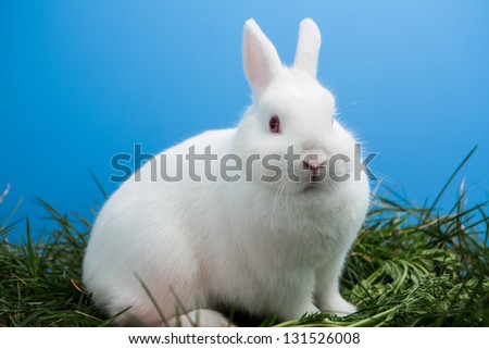 White bunny rabbit sitting on grass on blue background