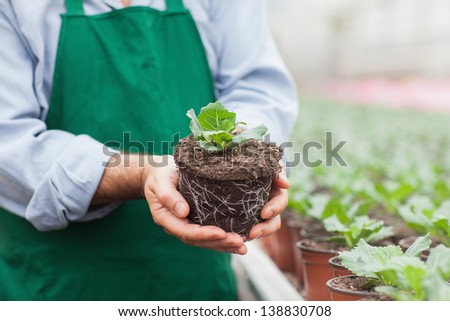 Garden center worker holding plant out of its pot in greenhouse of garden center