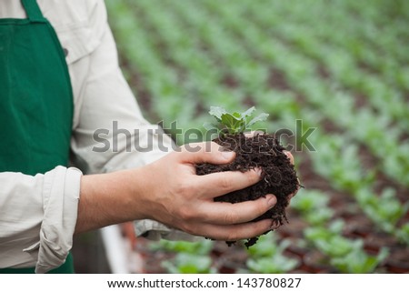 Man in apron holding plant in greenhouse nursery