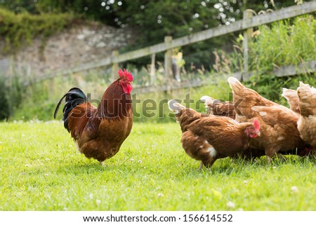 Chickens On A Lawn With A Cockerel Pecking At The Grass